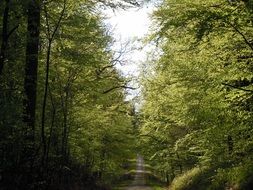 green forest nature in the summer