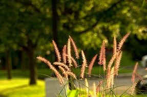 meadow grass in the rays of sunlight