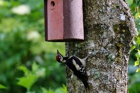 great spotted woodpecker nature