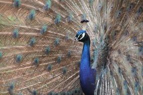 beautiful peacock dissolved the tail