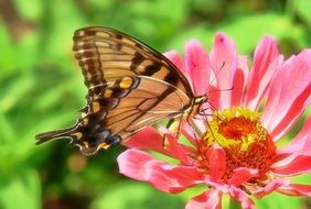 macro photo of brown butterfly on a pink flower in nature