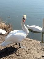 white swans on the lake closeup