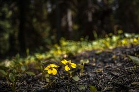 Yellow flowers on ground