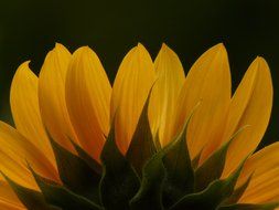 Rear view of the petals of a sunflower