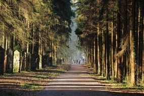 Road in a forest at the sunset