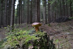 mushroom on a stump with green moss on a blurred background