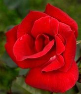 red rose, natural beauty, macro