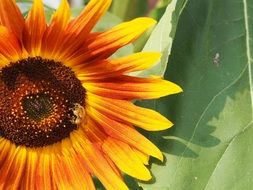 Hummel on the sun flower