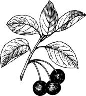 cherries on a branch as an illustration