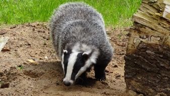 badger mammal animal