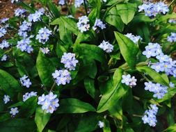 magnificent bush with blue forget-me-nots