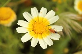 yellow-white corn marigold with insect macro