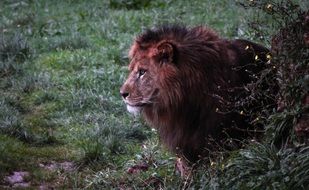 lion near green bushes in the wild