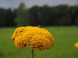 yellow achillea filipendulina flower with bee