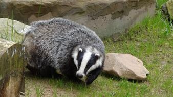 badger animal on green grass