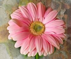 pink gerbera flower