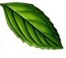 painted green mint leaf
