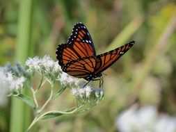 beautiful butterfly sitting on a white flower in nature