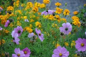 yellow and purple anemones in nature