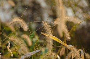 yellow plants in autumn