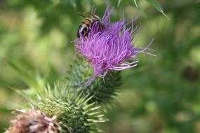 Big bee on a flower