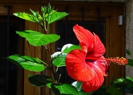 closeup photo of bright red hibiscus in the garden