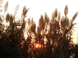 tall dry grass against the evening sky