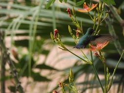 hummingbird bird