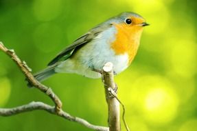 bird robin