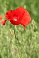 red poppy flower on a blurred background