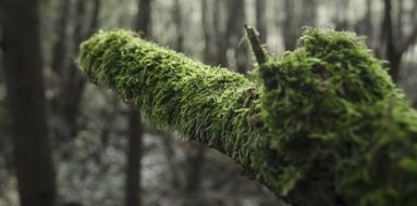moss on a tree branch
