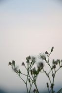 grass sky view