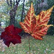 autumn leaves on the window glass