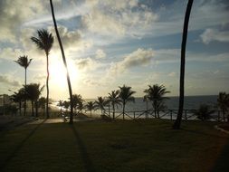 palm trees at coast, back light, brazil, bahia, amaralina