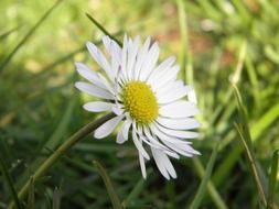 white daisy on green grass background