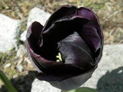 black tulip