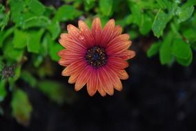 closeup picture of cute daisy flower with water drop