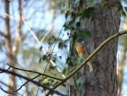 robin songbird sitting on the tree