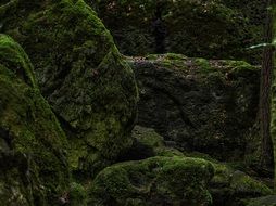 forest moss
