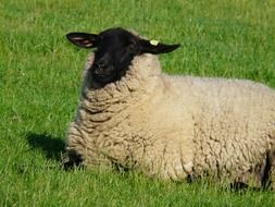 sheep sits on a green grass