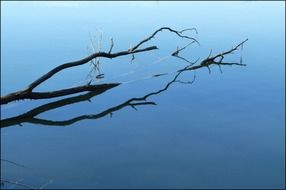 landscape of dry big branch in a quiet pond