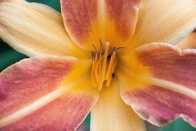 daylily flower close-up