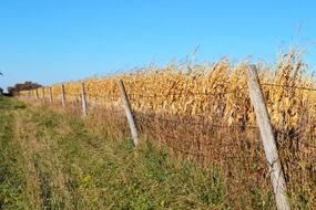 fenced ripe cornfield on farmland