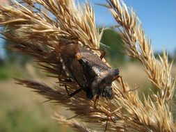 beetle on a yellow spikelet close up