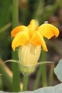 melon flower in the garden