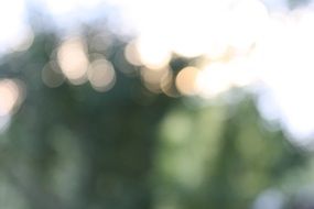 Green forest with the bokeh lights