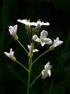 white cuckoo flower