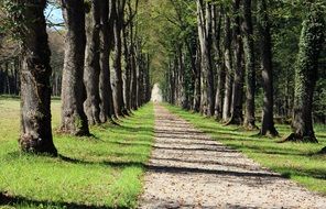 trees avenue in forest scenery