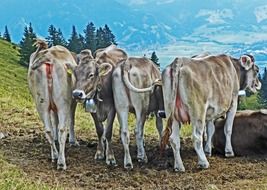 four cattle stand side by side in view of mountains