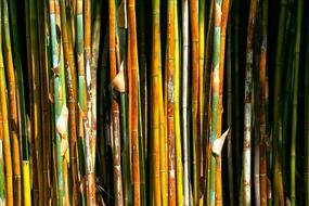 splendiferous bamboo plant